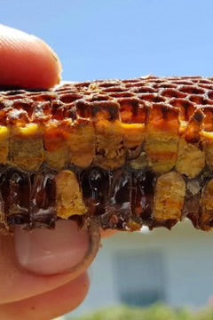 Bee Bread with Palm Pollen 120g